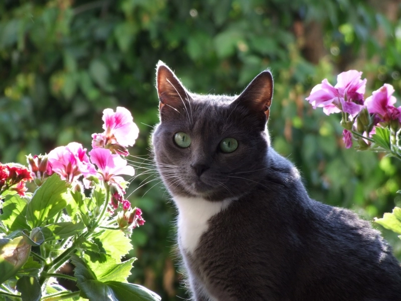 8-august-ziua-internationala-a-pisicii