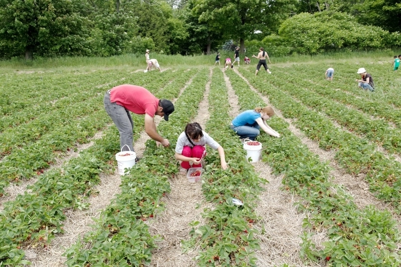 800-de-locuri-de-munca-in-spania-la-cules-de-capsuni