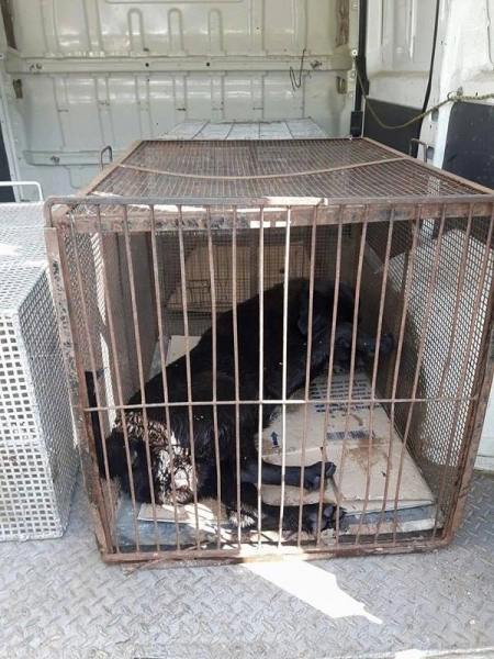 actiune-de-salvare-a-unui-caine-de-pe-lacul-din-noua