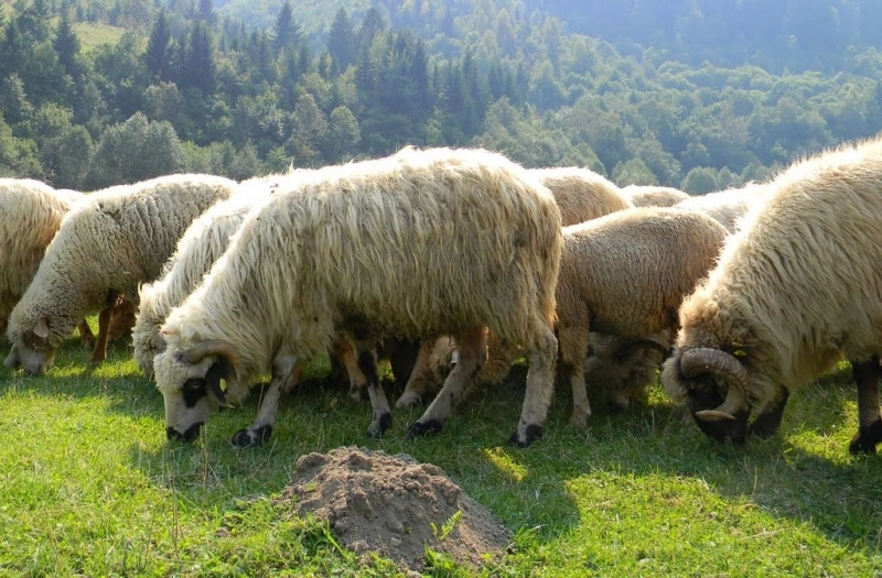 ajutor-financiar-pentru-crescatorii-de-oi