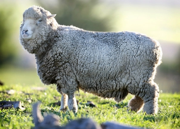 alege-oaia-un-nou-program-al-ministerului-agriculturii