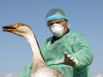 alerta-de-grad-zero-la-brasov-din-cauza-gripei-aviare-