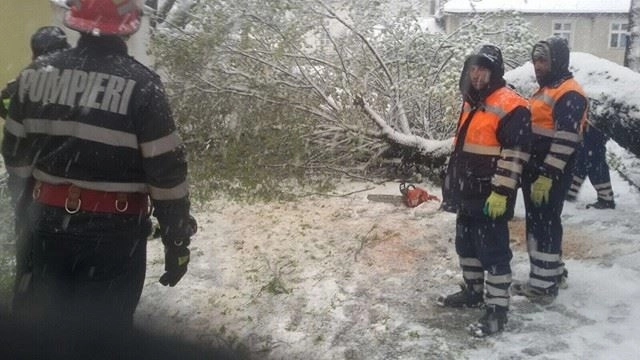 alti-doi-copaci-au-fost-doborati-de-vant