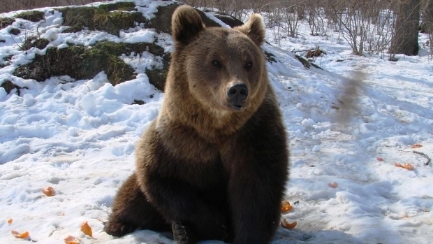 cadou-de-mos-nicolae-pentru-100-de-copii-din-centre-de-plasament-au-vizitat-rezervatia-de-ursi-de-la-zarnesti