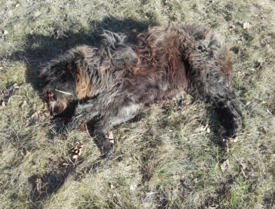 caine-ucis-cu-toporul-de-un-cioban-din-zarnesti