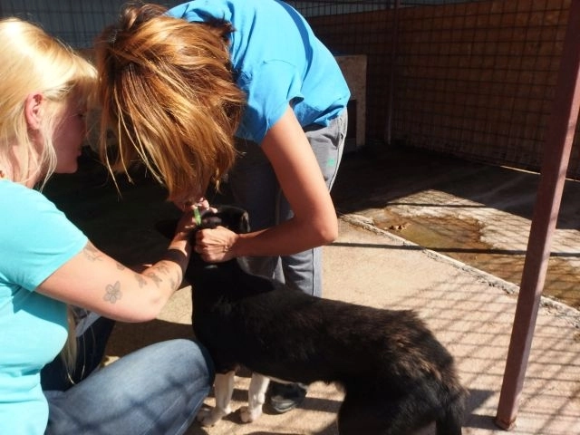 campanie-de-sterilizare-gratuita-in-zarnesti