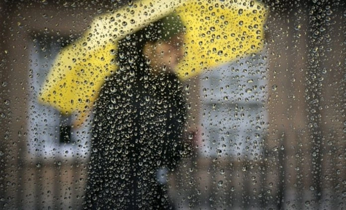 cod-galben-la-brasov-(2)