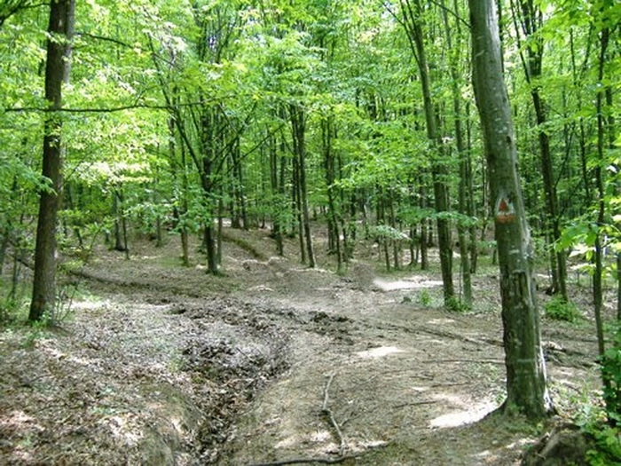 conferinta-pe-teme-forestiere-la-aula-universitatii-transilvania-