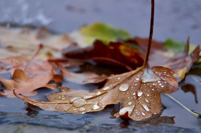 cum-va-fi-vremea-in-urmatoarele-doua-saptamani--(1)