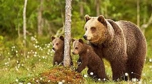 de-astazi-incepe-evaluarea-speciilor-de-animale-strict-protejate