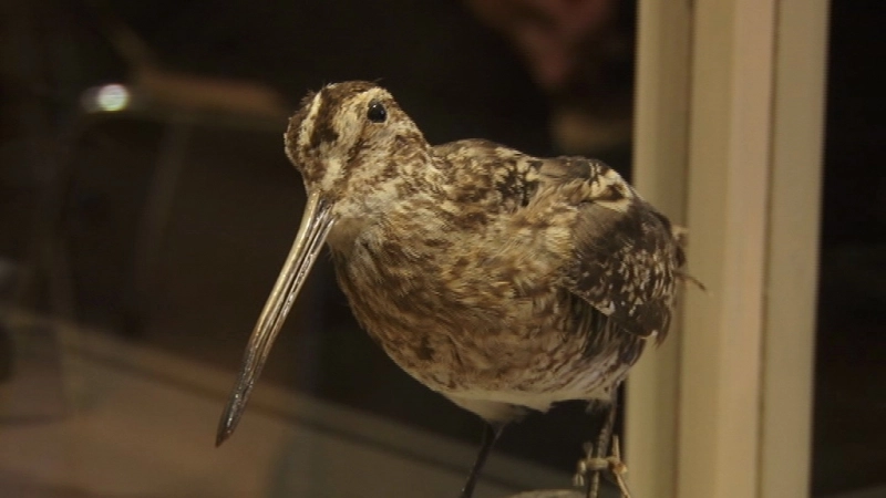 expozitie-cu-pasarile-din-aria-protejata-natura-2000-la-muzeului-civilizatiei-urbane