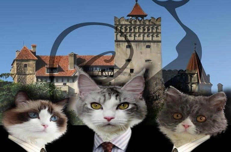 expozitie-de-pisici-in-weekend-la-castelul-bran