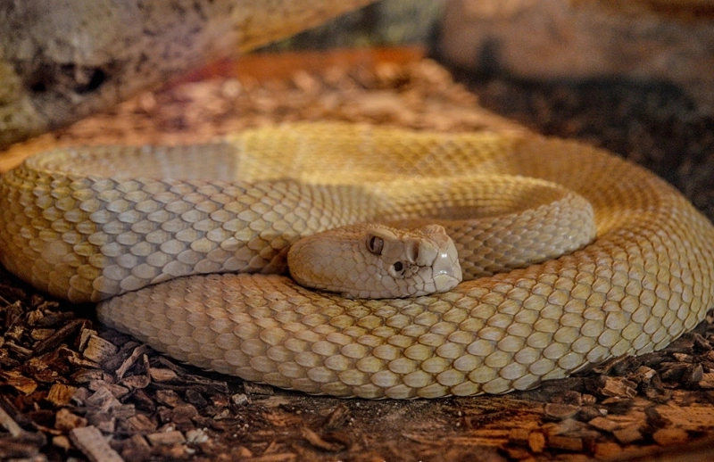 expozitie-in-poiana-brasov-provenind-de-la-muzeul-grigore-antipa