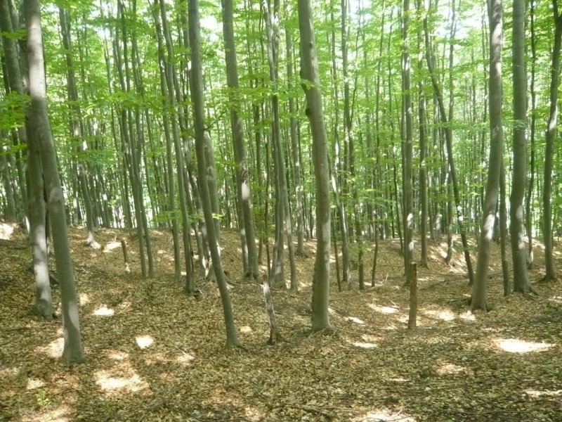 fermierii-pot-depune-cereri-pentru-acordarea-de-sprijin-financiar-pentru-prima-impadurire