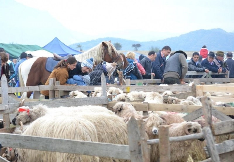 festivalului-oierilor-a-noua-editie-la-tohanul-nou