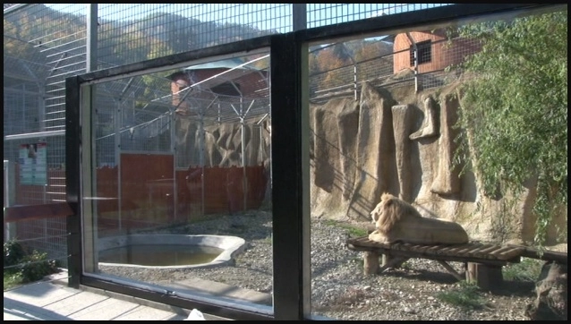 geamuri-blindate-intre-vizitatori-si-feline-la-zoo