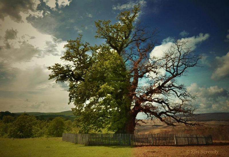 gorunul-din-mercheasa-sarbatorit-pe-23-septembrie-de-ziua-stejarului-