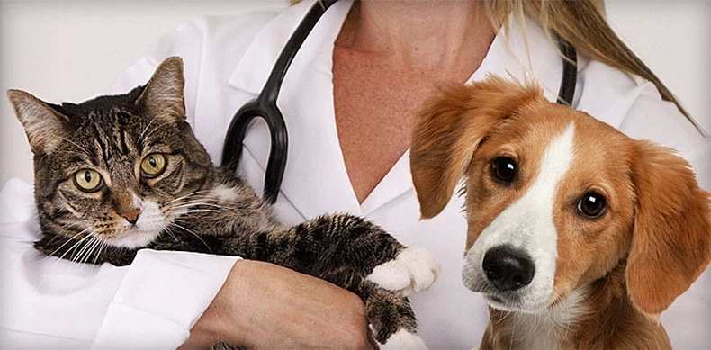 in-15-mai-se-sarbatoreste-in-romania-ziua-medicului-veterinar