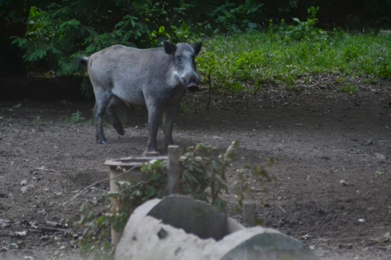 in-valea-lunga-din-rasnov-a-fost-amenajat-un-observator-pentru-admirarea-animalele-salbatice-