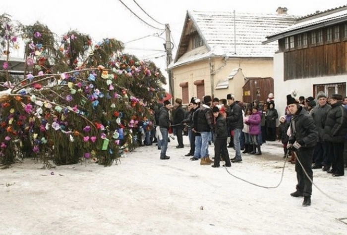 in-ziua-de-craciun-sa-ridicat-bradul-la-dumbravita