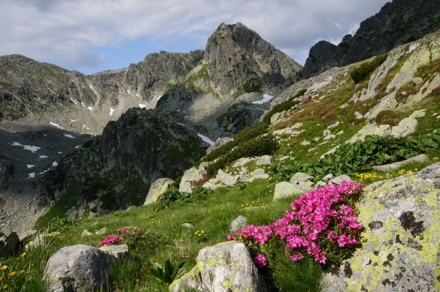 incepe-saptamana-ariilor-protejate