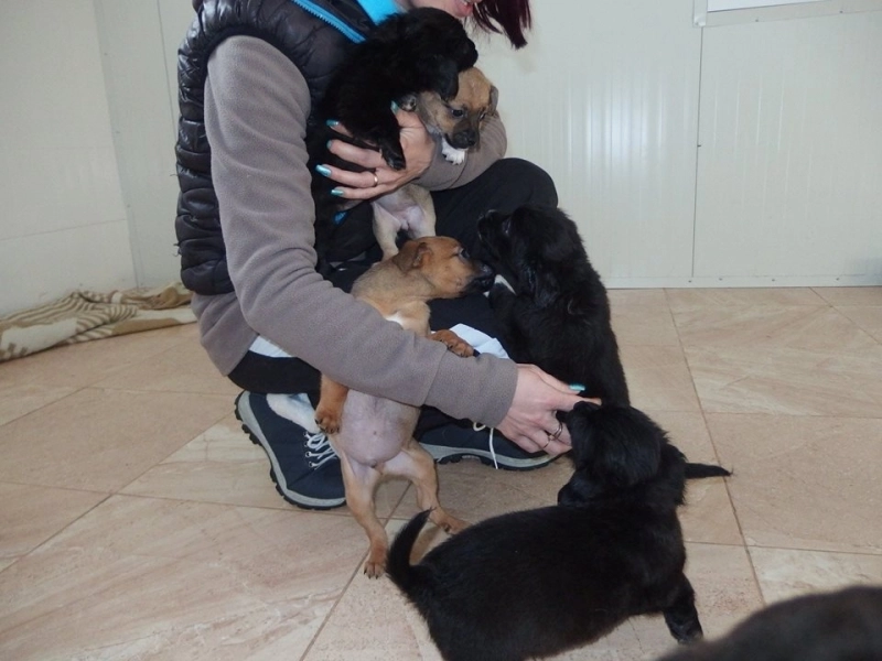 iubesti-cainii-hai-sa-ii-ingrijesti