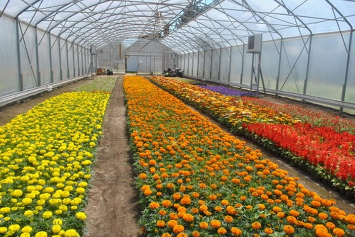 la-fagaras-vor-fi-plantate-42000-de-flori-provenind-din-serele-locale