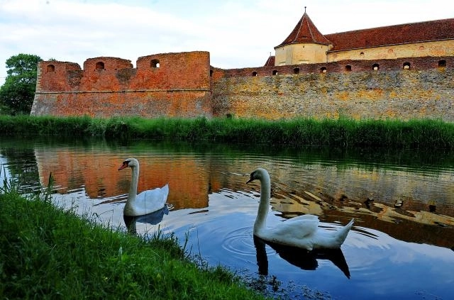lebedele-de-la-fagaras-duse-la-iernat-la-sambata
