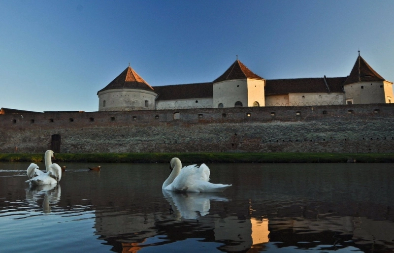 lebedele-de-la-fagaras-scoase-la-licitatie-au-cautare