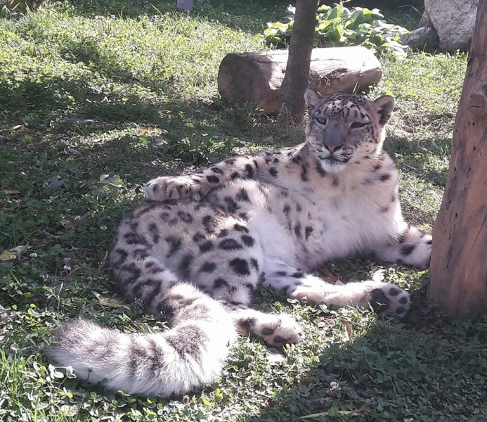 leoparzii-zapezilor-sarbatoriti-luni-la-zoo-brasov