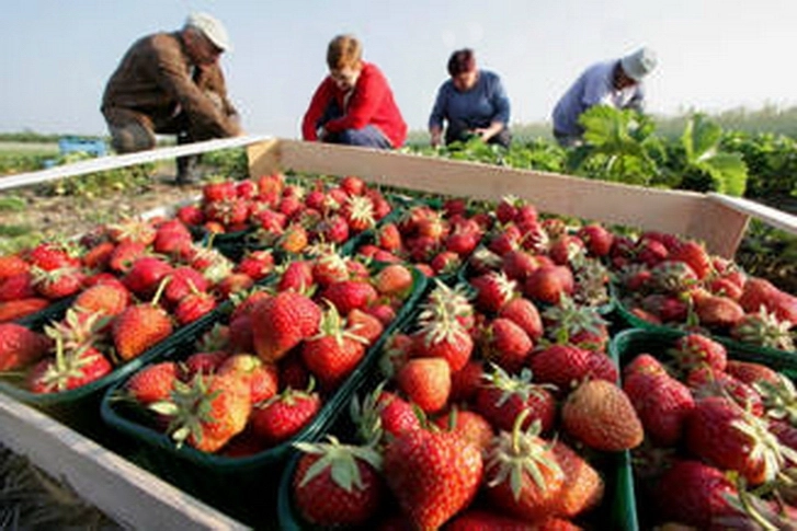 locuri-de-munca-la-cules-de-capsuni-in-danemarca