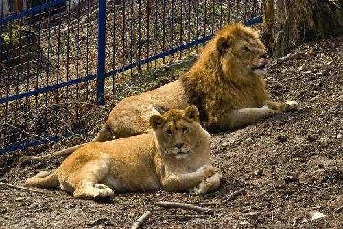 lucrari-de-modernizare-la-gradina-zoologica