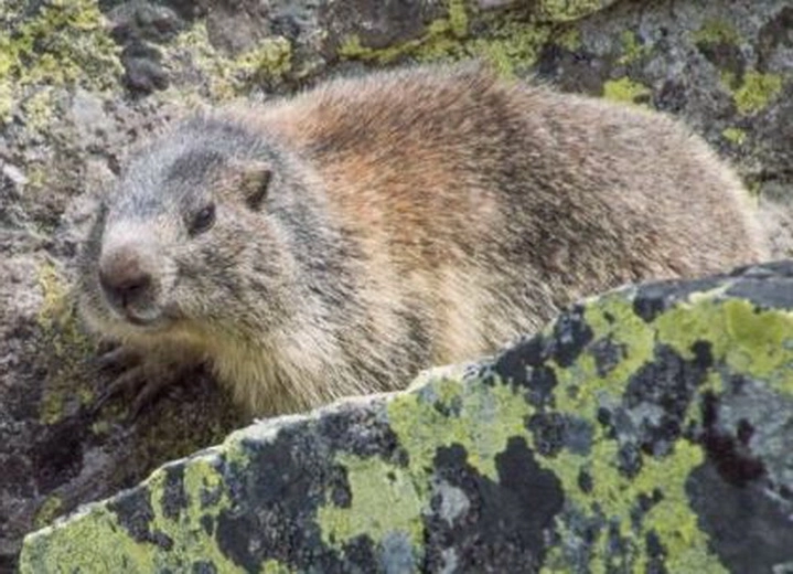 marmotele-fac-senzatie-in-retezat