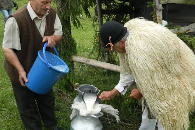 masura-laptelui-eveniment-pastoral-plin-de-savoare-la-sirnea