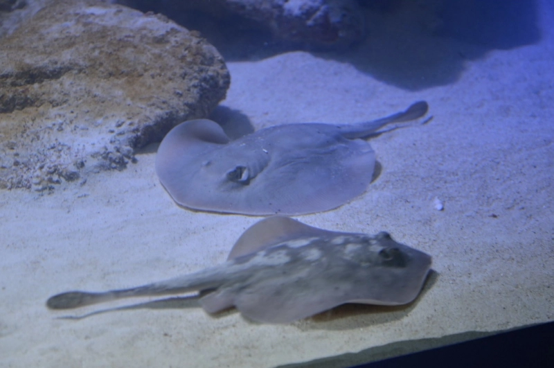 noi-atractii-la-gradina-zoologica-brasov-au-fost-inaugurate-acvariile-cu-pesti