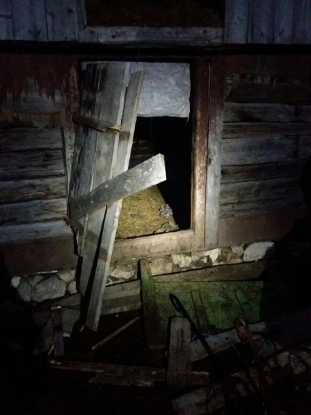 o-ursoaica-cu-doi-pui-in-fundata