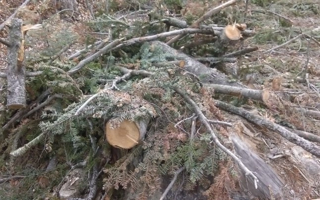 padurea-din-zona-schei-va-fi-curatata-de-vegetatia-moarta