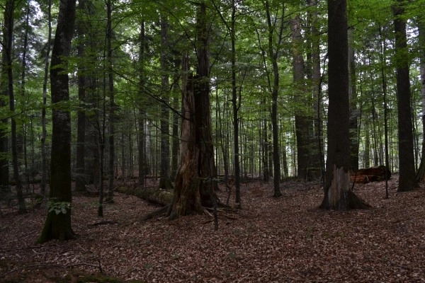 peste-58000-mc-de-padure-vor-fi-taiati-anul-viitor