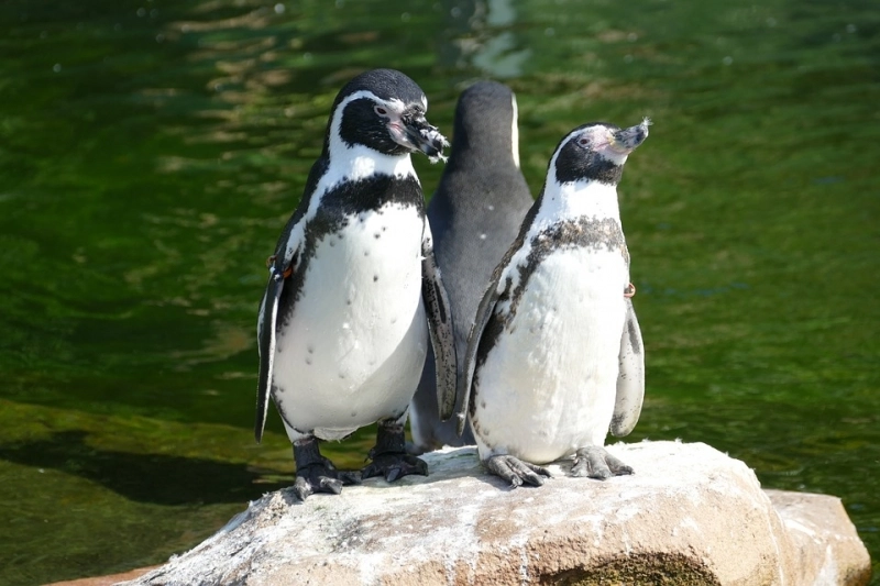planetariu-pinguini-si-foci-la-zoo-brasov-din-2018