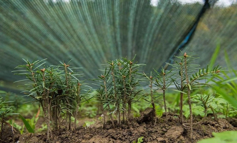plivesc-brad-si-dorm-bustean-actiune-de-voluntariat-in-aer-liber-la-sirnea