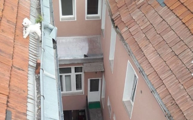 pompierii-au-intervenit-pentru-a-salva-un-catel