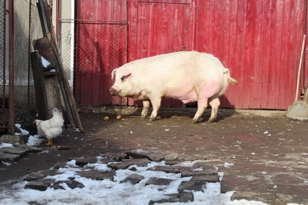 porc-vedeta-la-cuciulata-are-400-de-kilograme