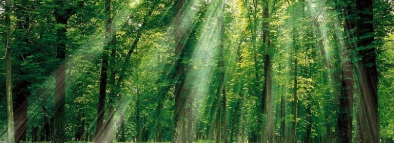 reprezentantii-domeniului-forestier-din-romania-trag-un-semnal-de-alarma