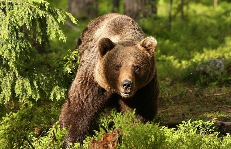 satenii-din-harseni-terorizati-de-un-urs