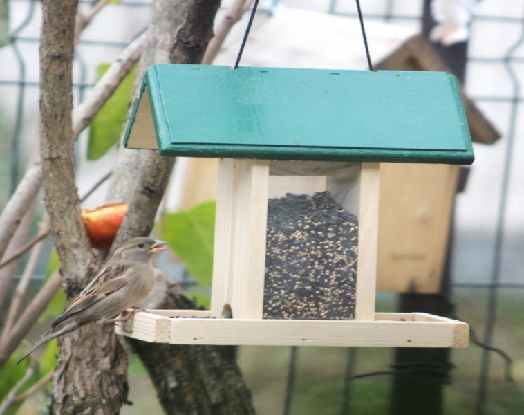 societatea-ornitologica-va-amplasa-hranitori-pentru-pasari-in-parcul-tractorul