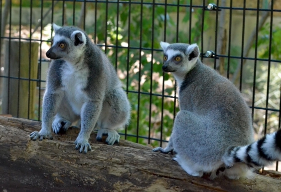 specii-noi-la-zoo-brasov