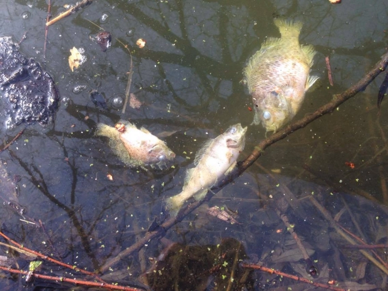 sute-de-pesti-morti-pe-doua-lacuri-din-sfantu-gheorghe-si-santionlunca