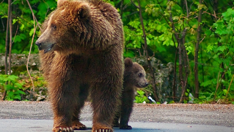 unda-verde-pentru-recoltarea-capturarea-sau-relocarea-a-140-de-ursi