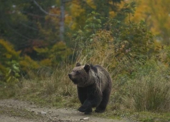 ursii-fac-ravagii-in-tara-fagarasului