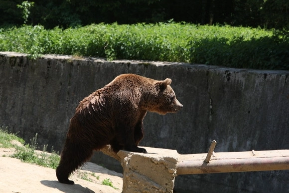 ursii-pun-stapanire-pe-brasov